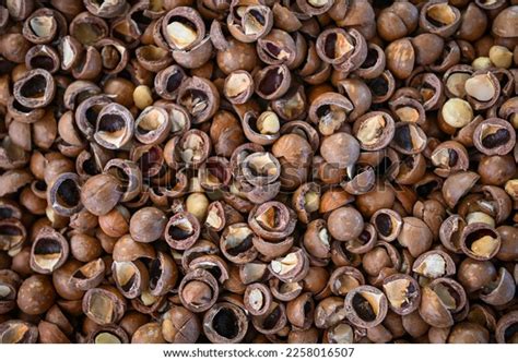 26 Macadamia Nut Full Tree Images, Stock Photos & Vectors | Shutterstock