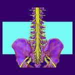 Cauda Equina - Back Pain