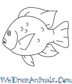 How to Draw a Tilapia