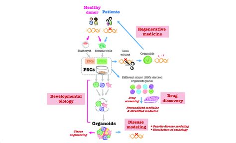 Overview of PSC-derived liver organoid applications Creating organoids... | Download Scientific ...