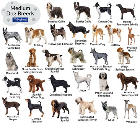 Dog breeds medium, Dog breeds, Dog breed info