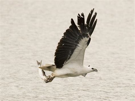 White bellied sea eagle nesting tree saved from development by council exclusion zone | Daily ...