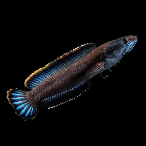 Dwarf Snakehead Channa Gachua 10cm – Sims Tropical Fish | Tropical Fish ...