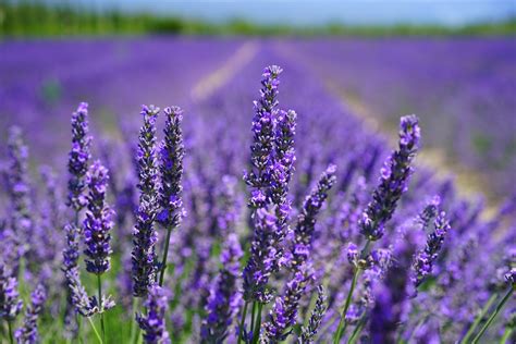 Download Depth Of Field Purple Flower Flower Nature Lavender 4k Ultra ...