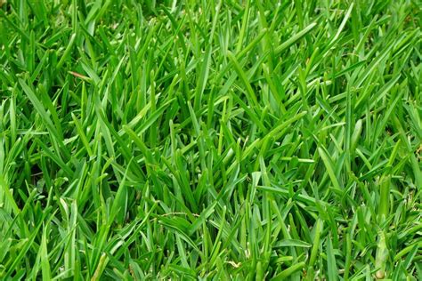 Grass blades are types of leaves.