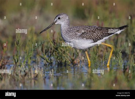 Greater Yellowlegs - Tringa melanoleuca - breeding adult Stock Photo - Alamy