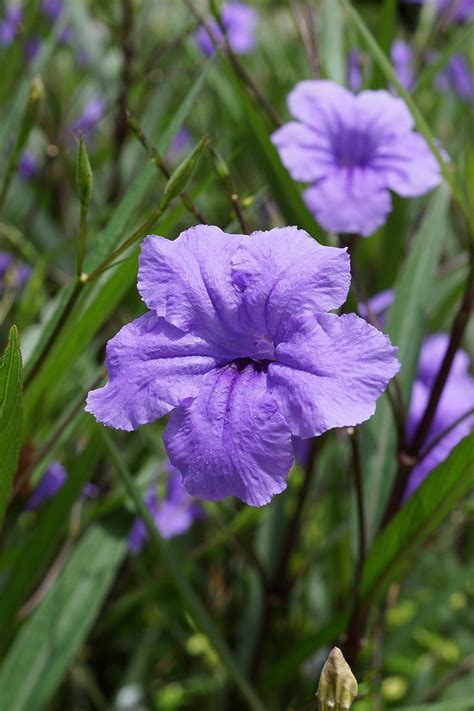 Ruellia simplex - Wikipedia Fall Landscaping, Florida Landscaping, Perennial Bulbs, Hardy ...