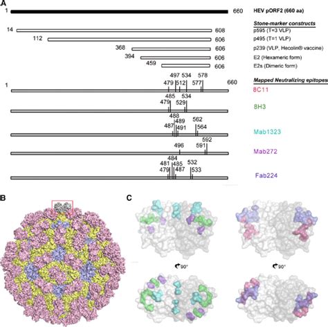 Key antigenic determinants on HEV pORF2. a Antigenic and assembly ...