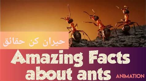 Amazing Facts about Ant's| Unknown facts| Ant's power|Ants stomach info| - YouTube