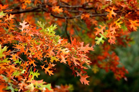 Photo Gallery: Fall Foliage in the Adirondacks - Syracuse New Times