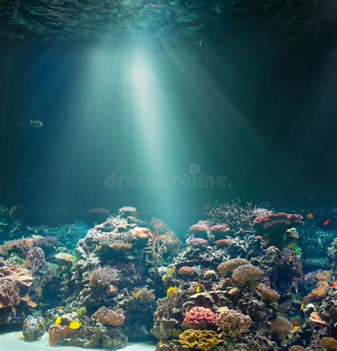 Fondo Del Mar Del Arrecife De Coral Y Superficie Subacuáticos Del Agua ...