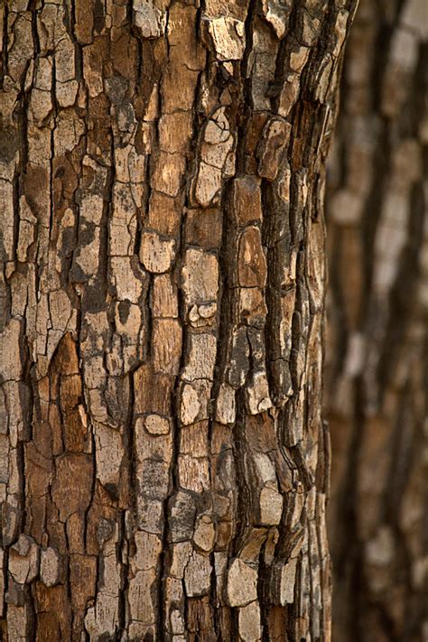 Bark of the Tendu tree | Tendu is its Hindi name. It is also… | Flickr