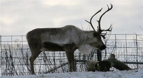 20 Interesting Facts About Reindeer - The Fact Site