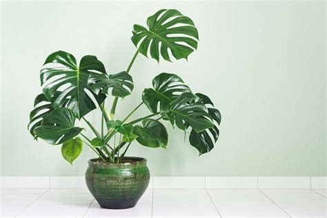 How to Grow and Care for Monstera Plants