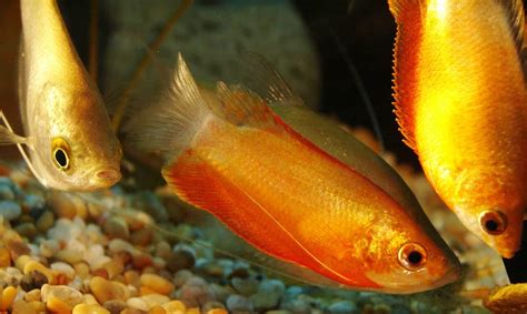 The Ultimate Honey Gourami Care Guide | Fishkeeping Advice