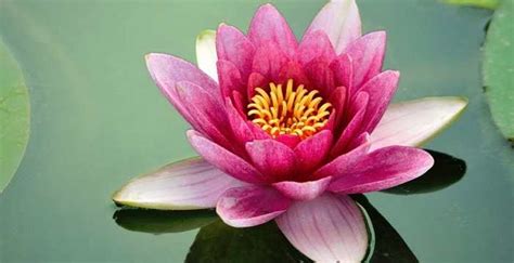 Symbolism Of Flowers In Indian Culture | Best Flower Site