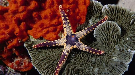 HD wallpaper: All The Beach Gang, brown starfish, shells, 3d and ...