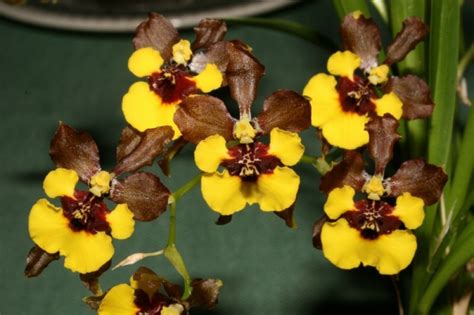 Grow and care Oncidium croesus orchid - The Rich Blooming Oncidium | Travaldo's blog