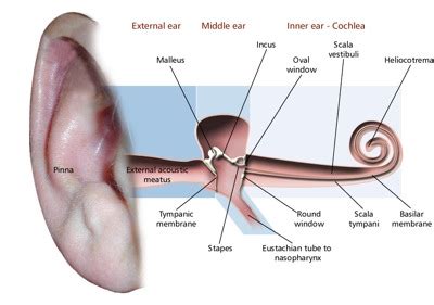 Acute Otitis Media