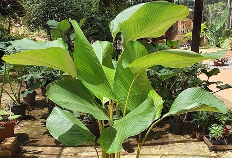 Calathea Lutea Plant - Guide To Grow & Care Prayer Plant