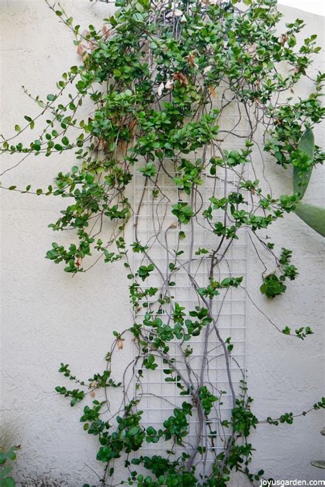 Pruning and Shaping the Star Jasmine Vine for Fall | Joy Us Garden