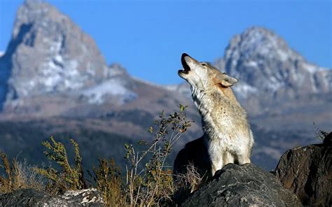 Wolf howling - Wolves Photo (36367703) - Fanpop