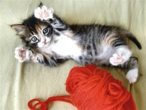 Kitty Cat Playing with Yarn - YouTube