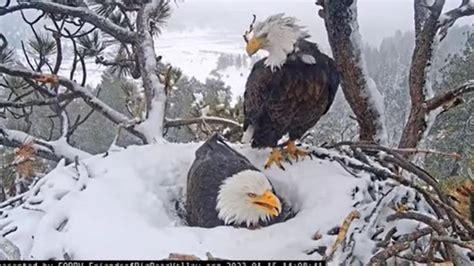 Big Bear bald eagle eggs unlikely to hatch, experts say | FOX 11 Los ...