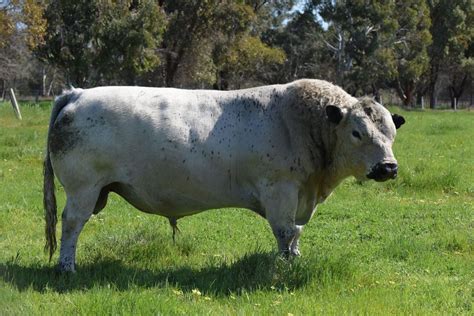 Characteristics of the British White - British White Cattle Society ...