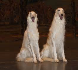 Borzoi / Russian Wolfhound | Borzoi, Beautiful dogs, Pretty dogs