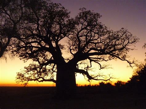 Just Keep on travelling: Spectacular boab tree at sunset