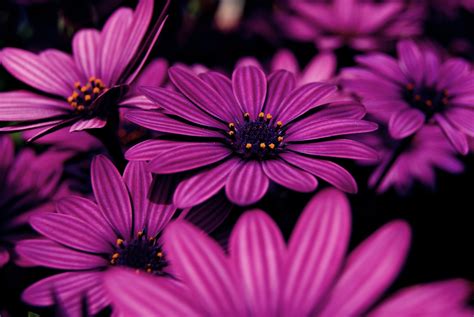 Closeup photo of purple daisy flowers HD wallpaper | Wallpaper Flare