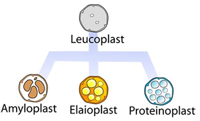 Plastids | Definition, Example &Types - Lesson | Study.com