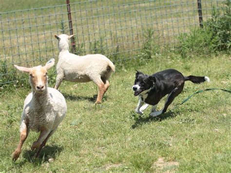 Do City Dogs Dream Of Chasing Country Sheep? | KUOW News and Information