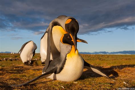 Mating King Penguins | Will Burrard-Lucas