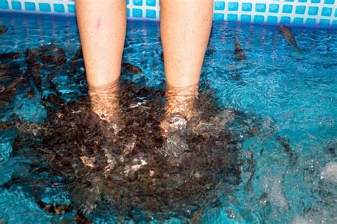 Fish Pedicures: The Ugly Side of the 'Beauty' Service | PETA