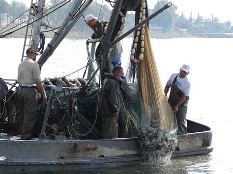 Fishermen on the Sea of Galilee | Hauling in a net of fish. | Flickr