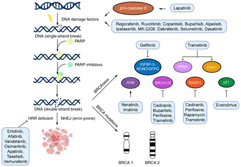 Combined PARP inhibitors and small molecular inhibitors in solid tumor ...