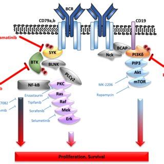 Four potential ways of B cell receptor activation in the pathogenesis... | Download Scientific ...