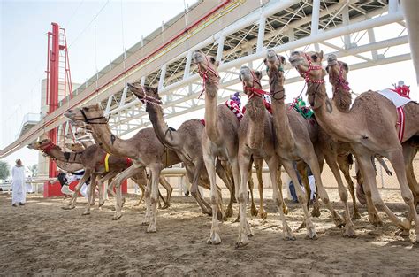 Camel Racing Season 2024-2025 in Dubai - Rove.me