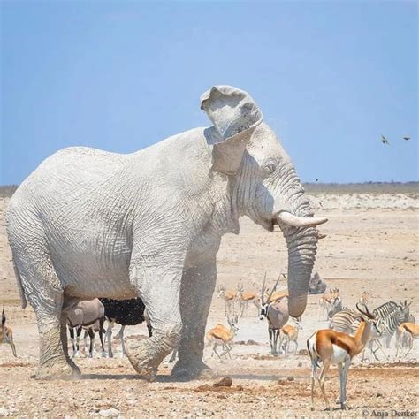 The “white” or ghost elephants of Etosha National Park, Namibia. - 9GAG in 2020 | Rare albino ...