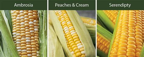 How Corn Varieties Shape American Farming