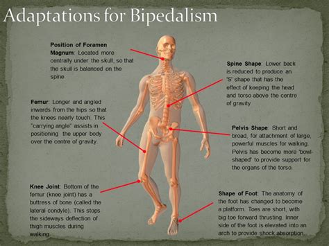 Bipedalism Spine