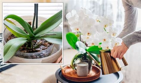 Orchid expert shares ‘most important’ care tip to never forget - ‘deadly for the plant ...