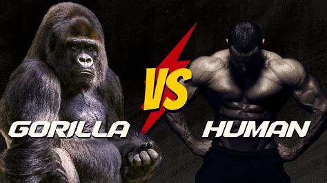 How strong are gorillas compared to humans - Zooologist