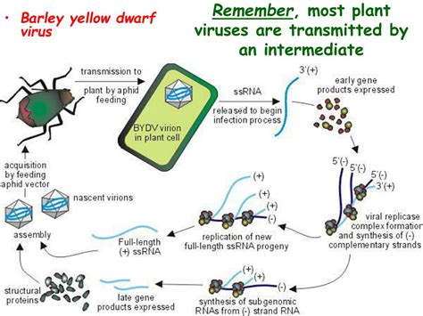 PPT - Introduction to Plant Pathology PowerPoint Presentation, free download - ID:1619187