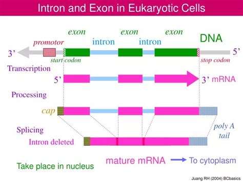 PPT - Intron and Exon in Eukaryotic Cells PowerPoint Presentation, free ...