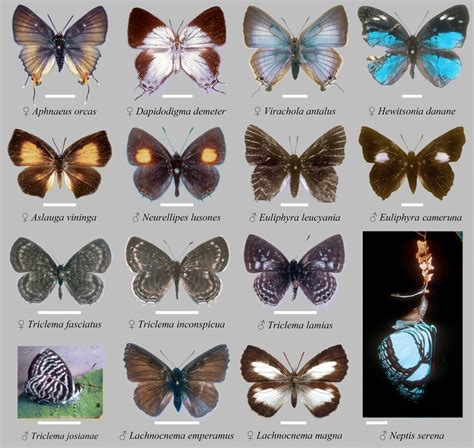 Adults of the different Lepidoptera species studied. The horizontal... | Download Scientific Diagram