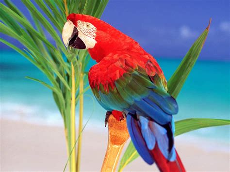 Letest Colorful Parrot HD desktop wallpaper Background ,Birds ...