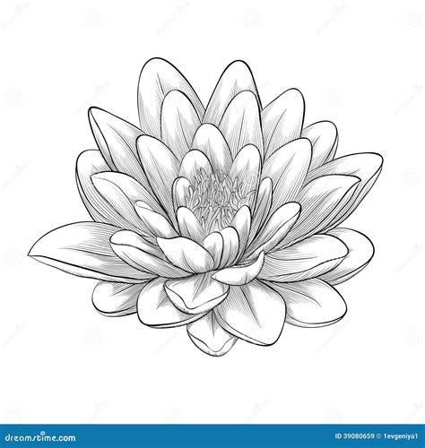 Flor De Loto Blanco Y Negro Aislada Stock de ilustración - Ilustración de sombra, charca: 39080659